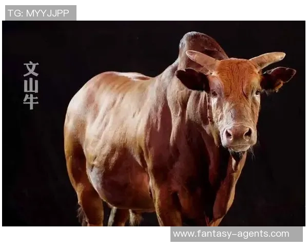 泰国足球明星转行养牛分享日常生活与养殖技巧视频